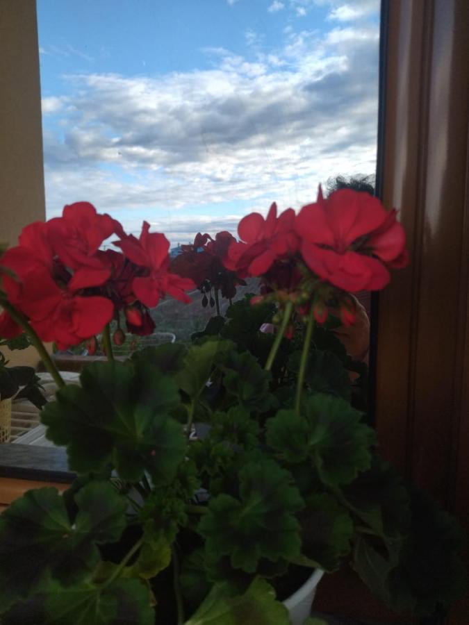 The Garden Appartement Divjake