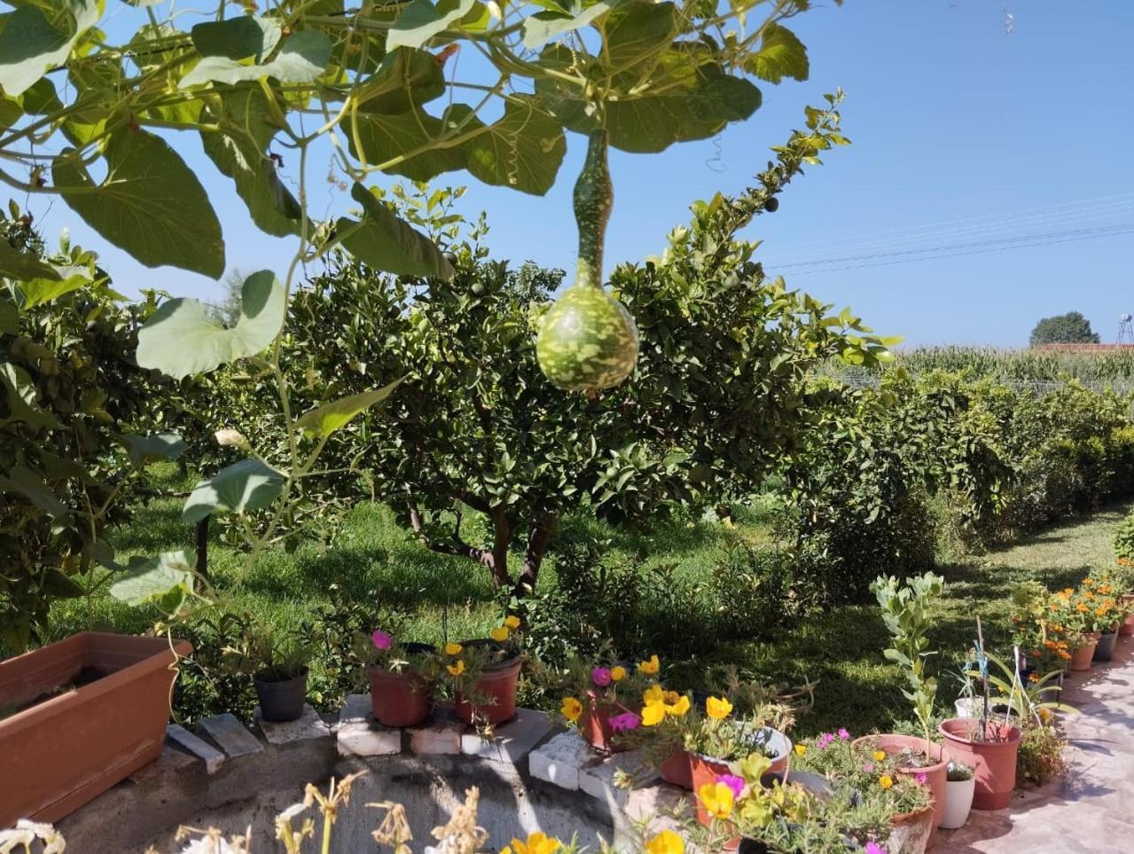 Appartement The Garden Divjake