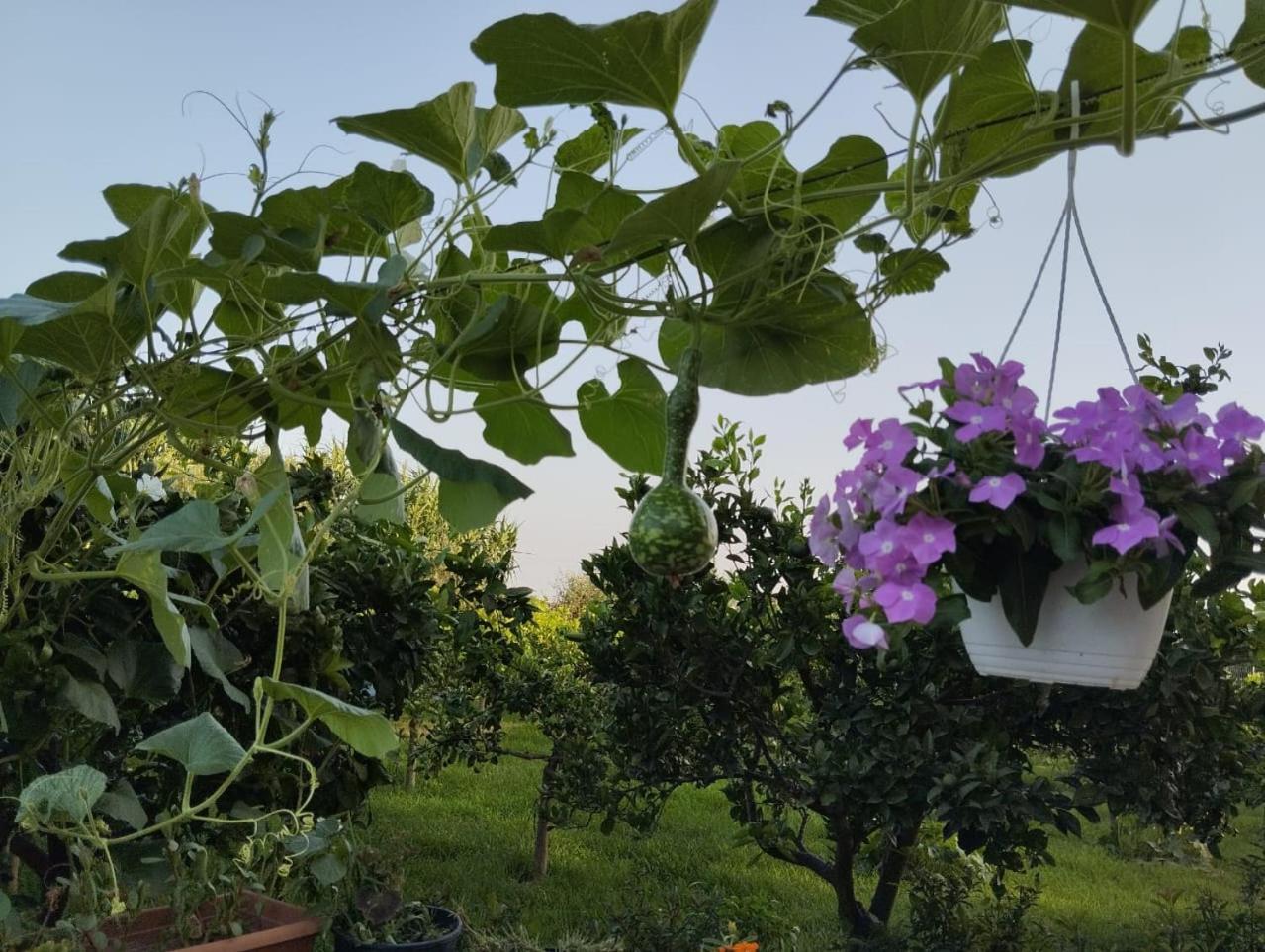 The Garden Appartement *